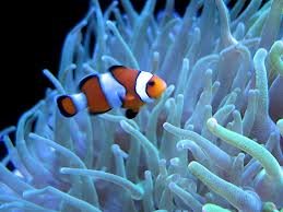 images_002